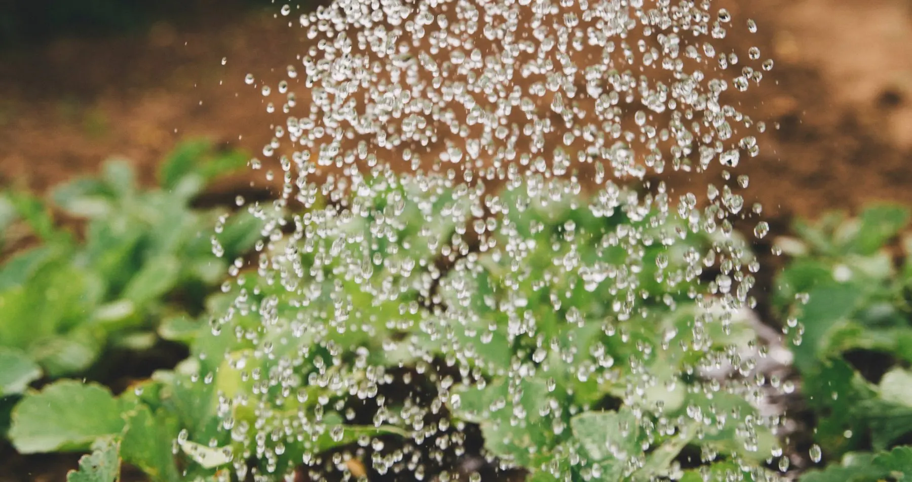 Friðheimar 番茄温室餐厅